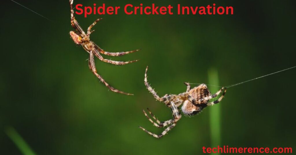 Spider Cricket: A Name That Creeps into Every Home