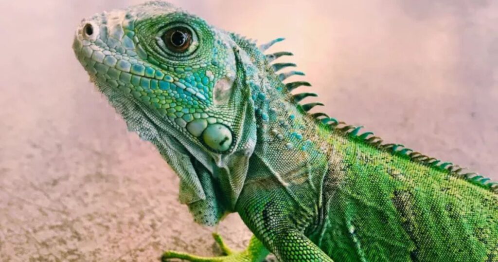 500+ Epic Funny Lizard Names